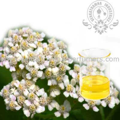 Yarrow (Achillea Millefolium) Pure Essential Oil