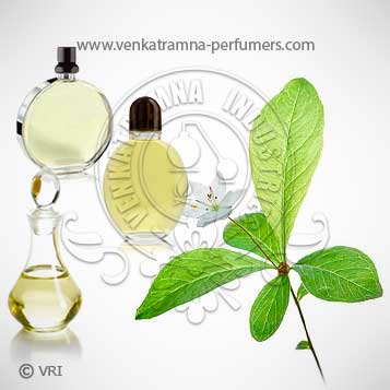 Wintergreen (Gaultheria procumbens) Pure Essential Oil