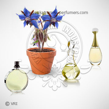 Borage Seed (Borago officinalis) or Star Flower Pure Carrier Oil